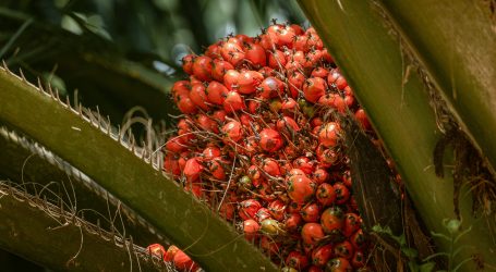 Guatemala supera el 1 millón de toneladas métricas de aceite de palma producidas en el 2022